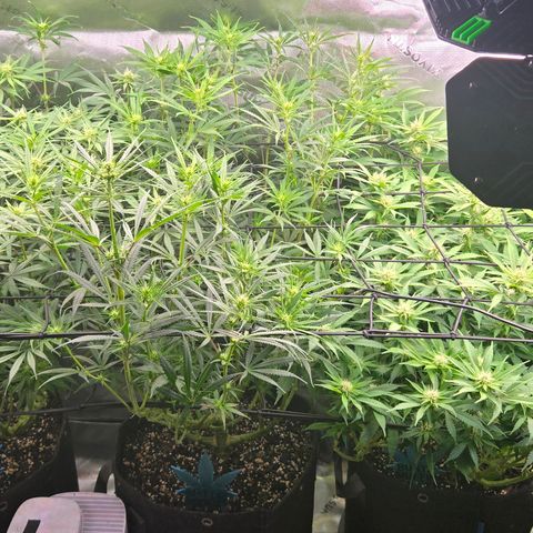 Big Gorl growlog timeline photo