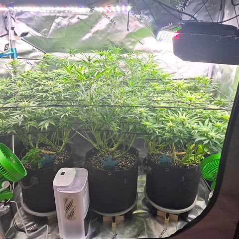 Big Gorl growlog timeline photo