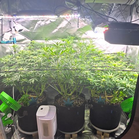 Big Gorl growlog timeline photo