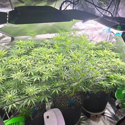 Big Gorl growlog timeline photo