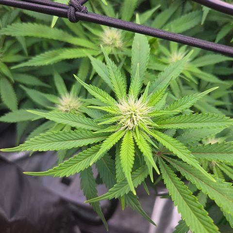 Runtz Muffin growlog timeline photo