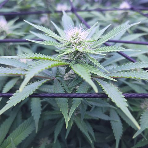 Runtz Muffin growlog timeline photo