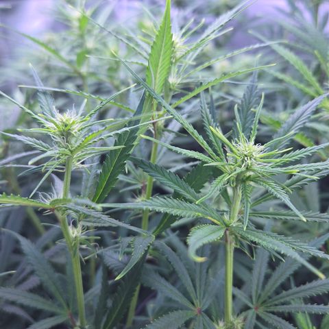Big Gorl growlog timeline photo