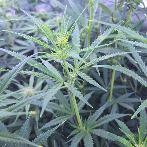Big Gorl growlog timeline photo