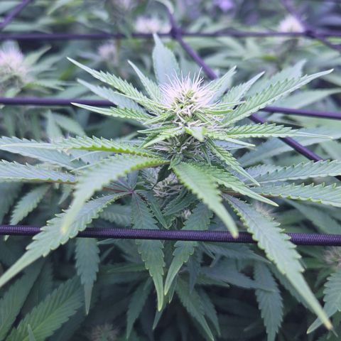Runtz Muffin growlog timeline photo