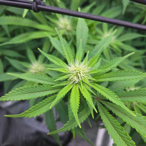 Runtz Muffin growlog timeline photo