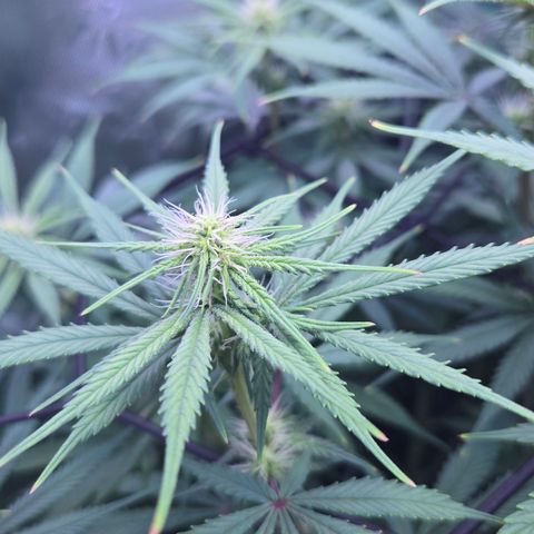 Underdog growlog timeline photo
