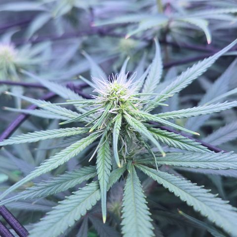 Underdog growlog timeline photo
