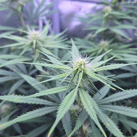 Underdog growlog timeline photo