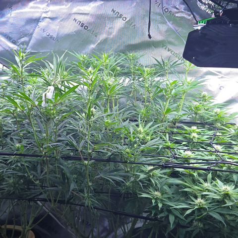 Big Gorl growlog timeline photo