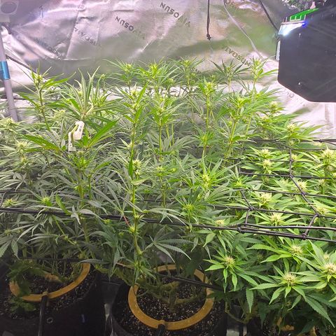 Big Gorl growlog timeline photo