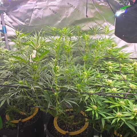Big Gorl growlog timeline photo