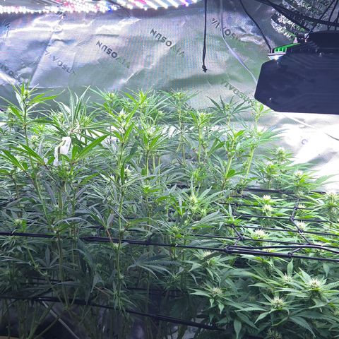 Big Gorl growlog timeline photo