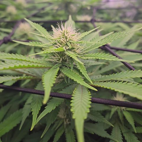Runtz Muffin growlog timeline photo