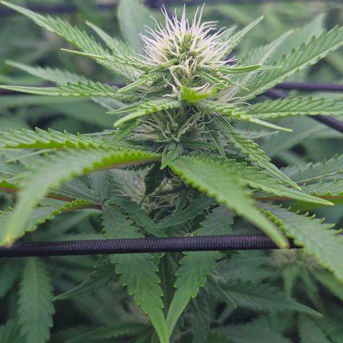 Runtz Muffin growlog timeline photo