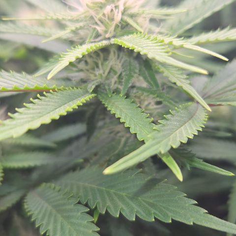 Runtz Muffin growlog timeline photo