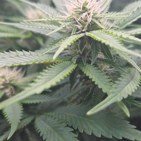 Runtz Muffin growlog timeline photo