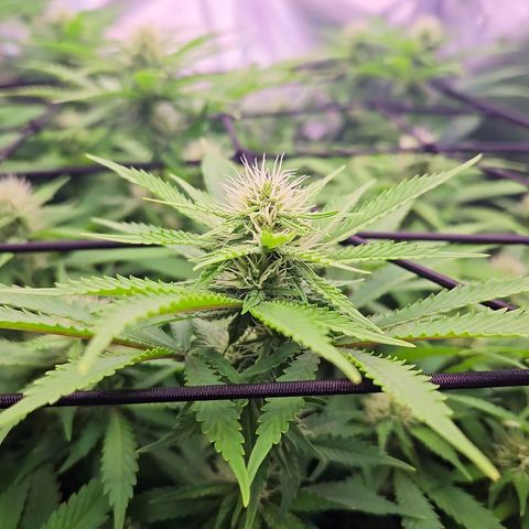 Runtz Muffin growlog timeline photo