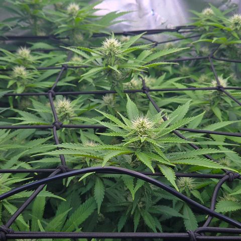 Runtz Muffin growlog timeline photo