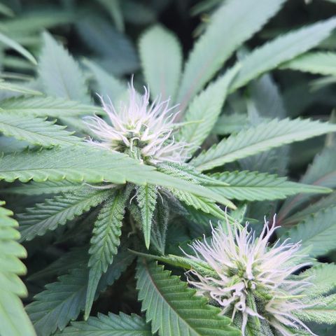 Runtz Muffin growlog timeline photo