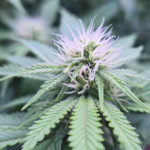 Runtz Muffin growlog timeline photo