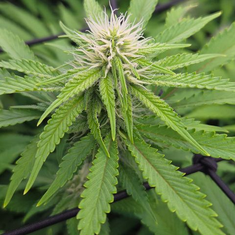 Runtz Muffin growlog timeline photo