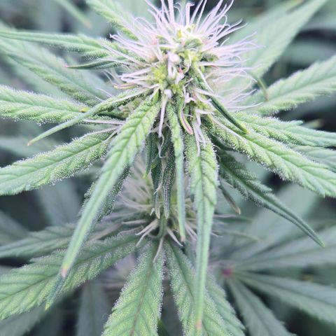 Underdog growlog timeline photo