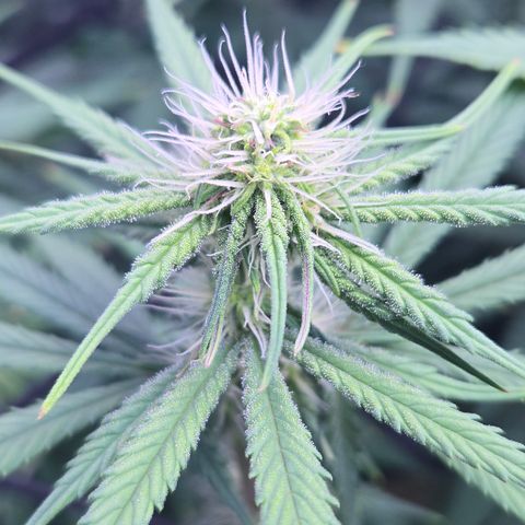 Underdog growlog timeline photo