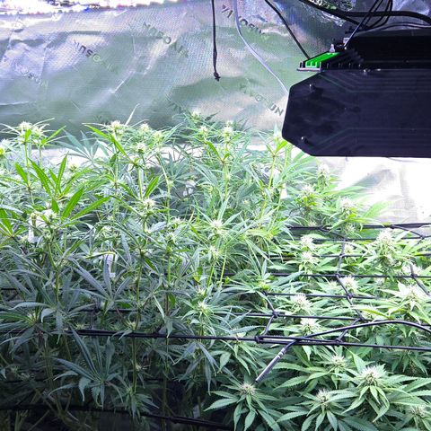 Big Gorl growlog timeline photo