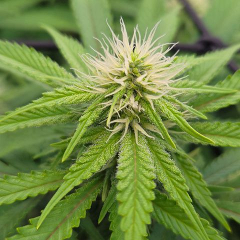 Runtz Muffin growlog timeline photo