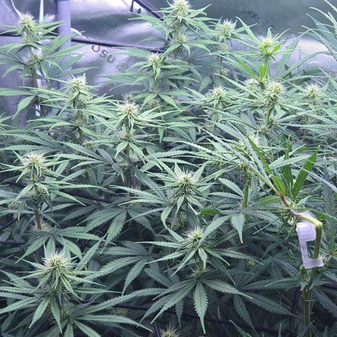 Underdog growlog timeline photo