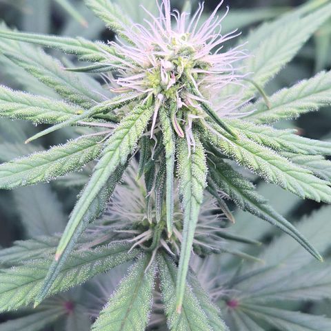 Underdog growlog timeline photo