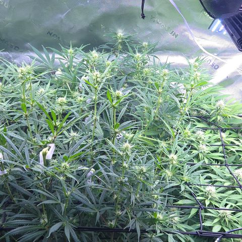 Big Gorl growlog timeline photo