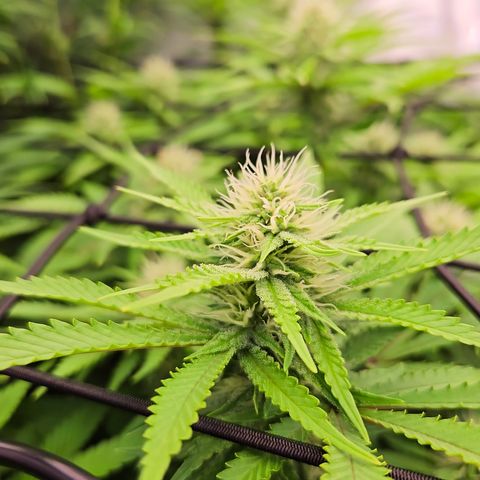 Runtz Muffin growlog timeline photo