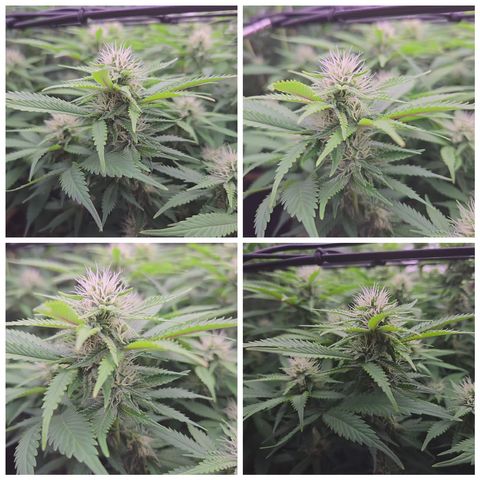 Runtz Muffin growlog timeline photo