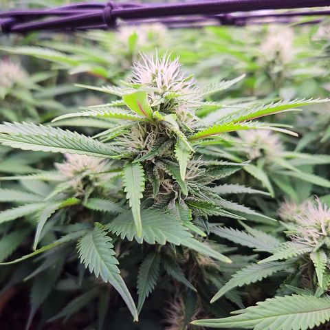 Runtz Muffin growlog timeline photo