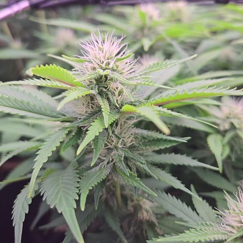 Runtz Muffin growlog timeline photo