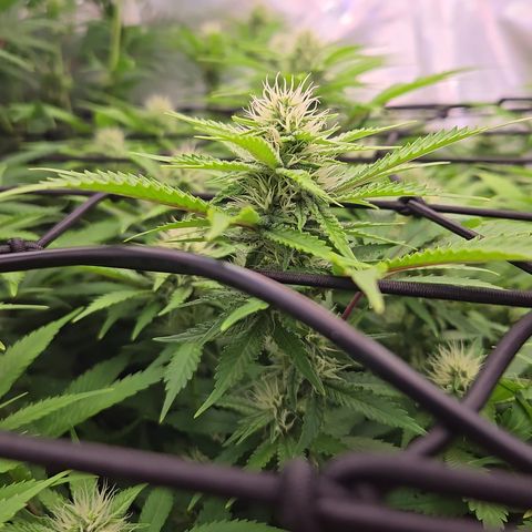 Runtz Muffin growlog timeline photo