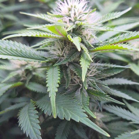 Runtz Muffin growlog timeline photo