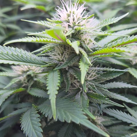 Runtz Muffin growlog timeline photo