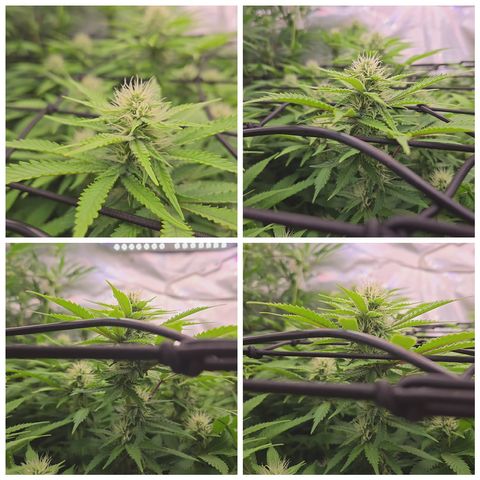 Runtz Muffin growlog timeline photo