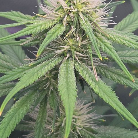 Underdog growlog timeline photo