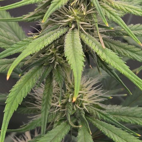 Underdog growlog timeline photo