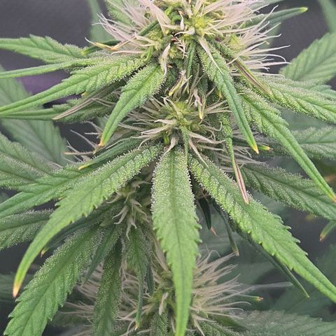 Underdog growlog timeline photo