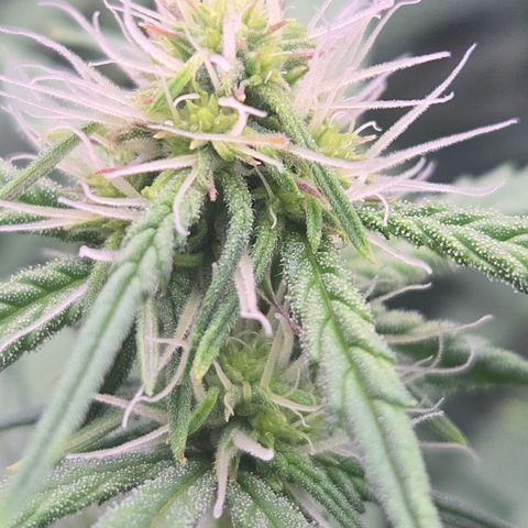 Underdog growlog timeline photo