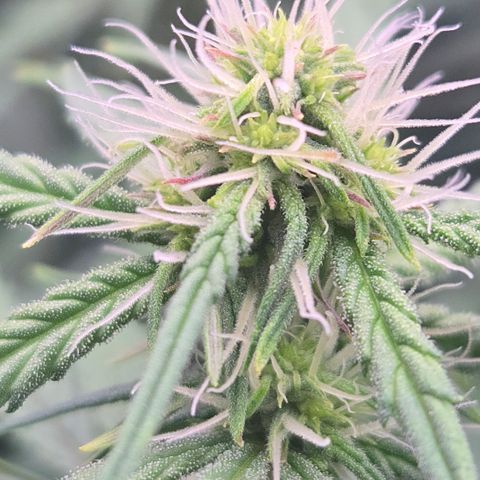 Underdog growlog timeline photo