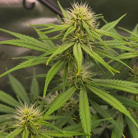 Underdog growlog timeline photo