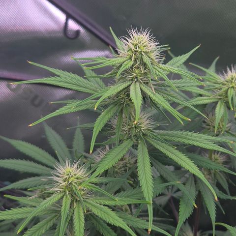 Underdog growlog timeline photo