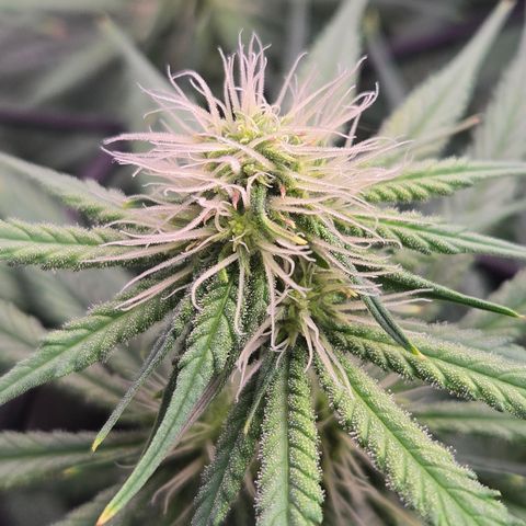 Underdog growlog timeline photo