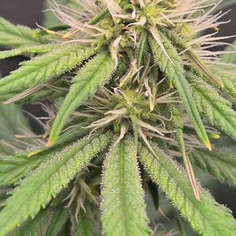 Underdog growlog timeline photo
